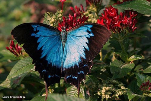 Farfalla-oasi-sant-alessio