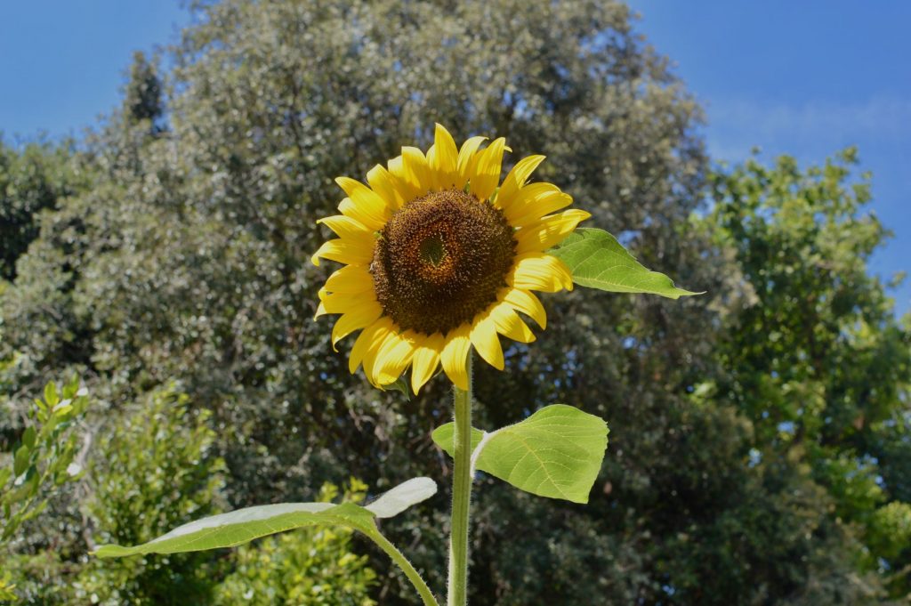 sunflower-marche