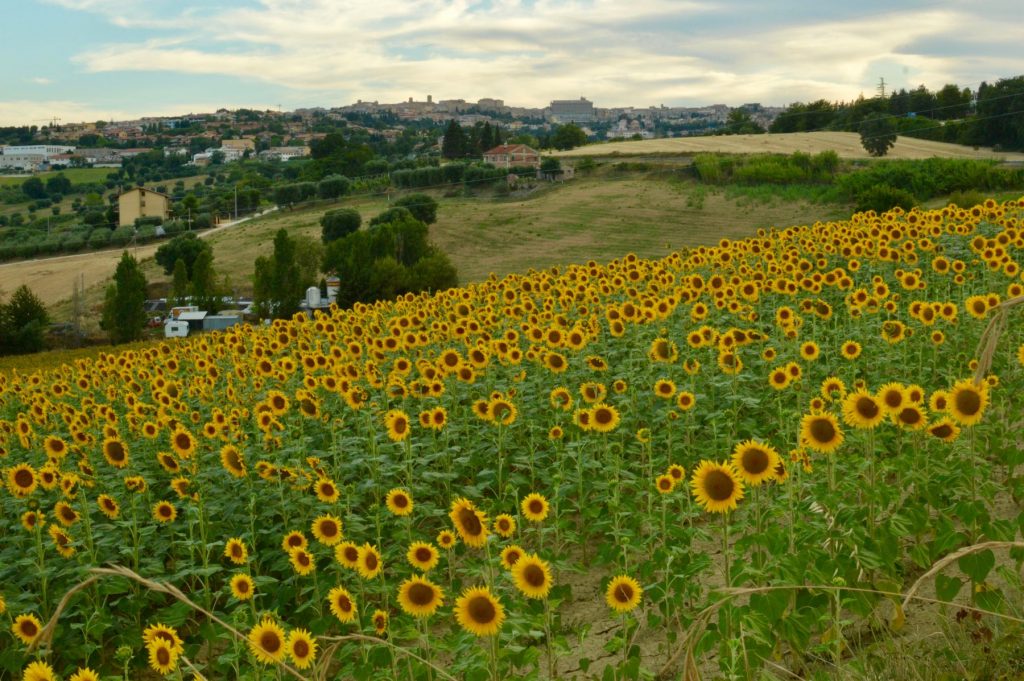 Sunflowers-landscape-marche