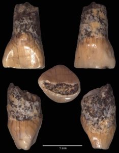 museo-paleolitico-isernia-dente