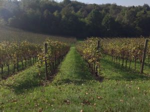 prosecco-valdobbiadene-terra-vigne