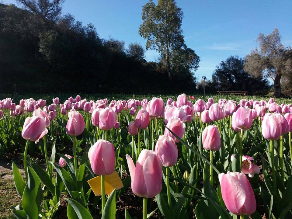 sardinia-turri-tulips