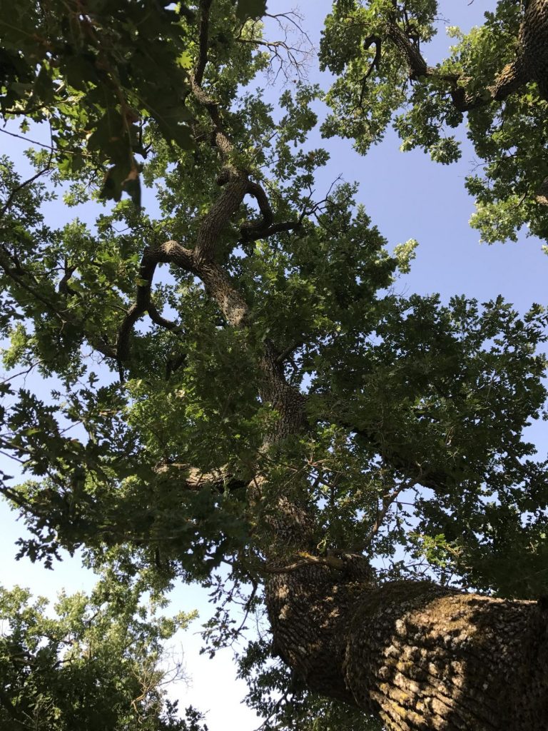 quercia-checche-tree-of-the-year