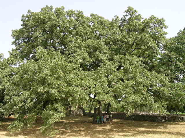 quercia-vallonea-tricase-tree-of-the-year