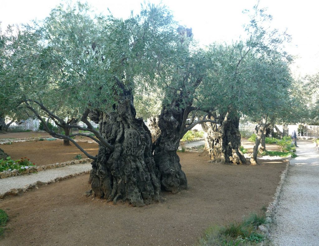 olivi-secolari-giano-dell-umbria-dooid