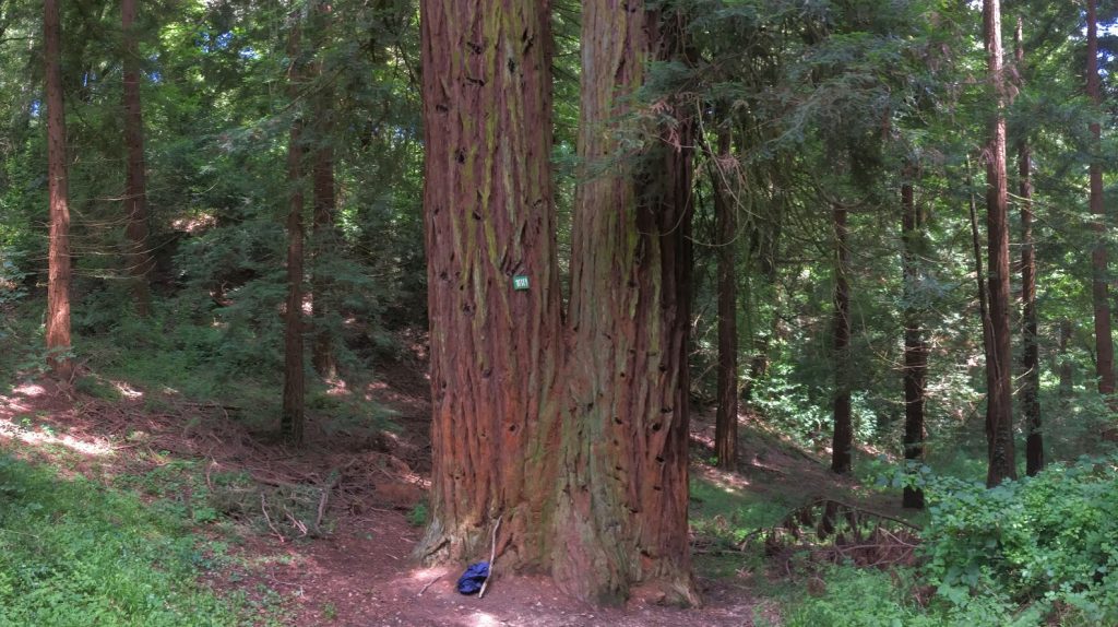 sequoia-gemella-firenze-sammezzano-albero-anno