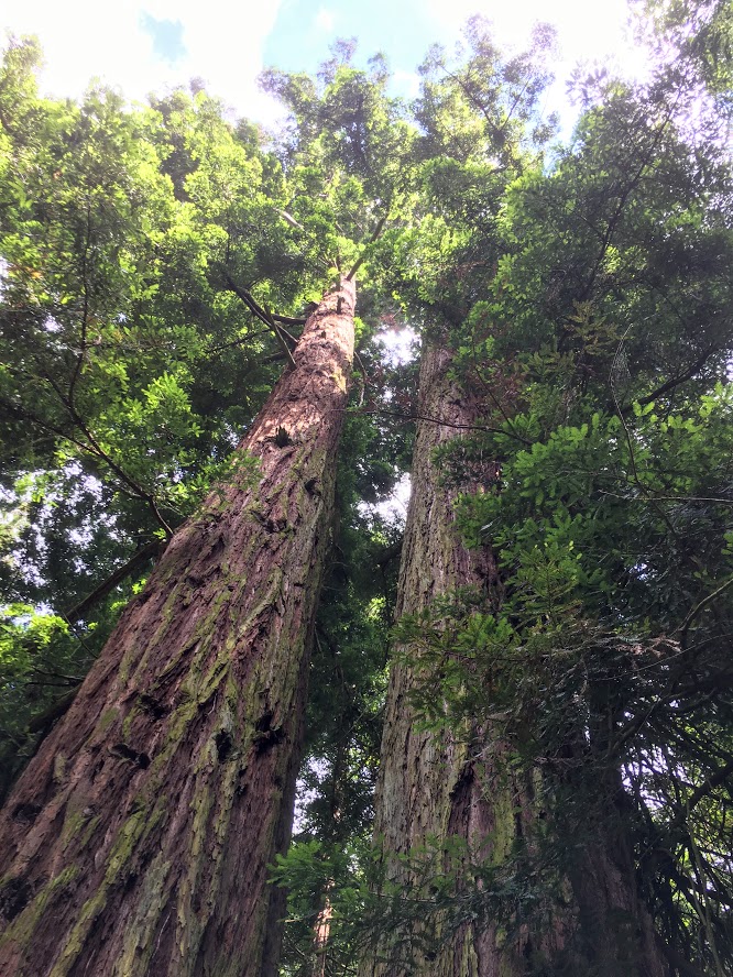 sequoia-gemella-sammezzano