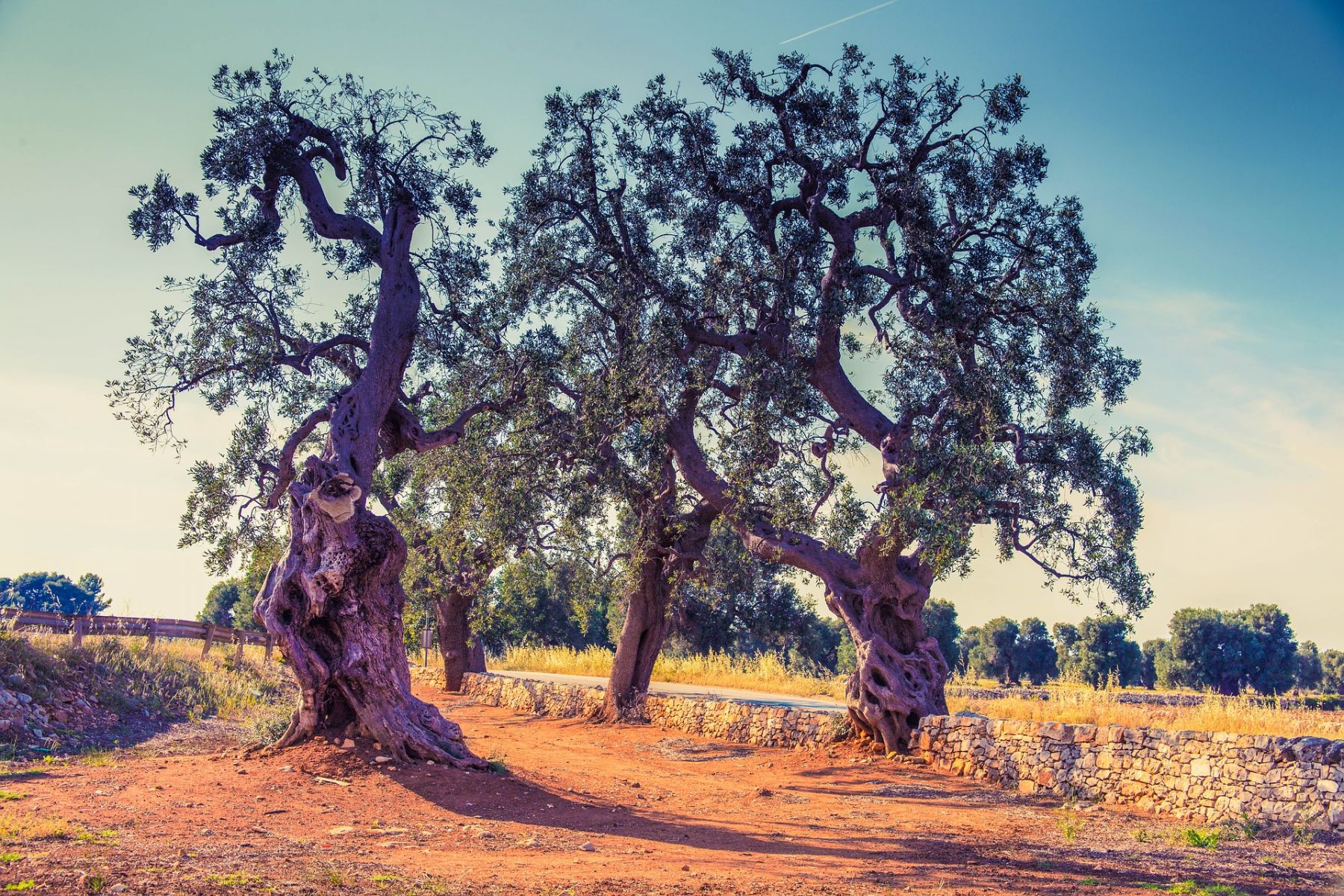 specchia-olive-trees-puglia