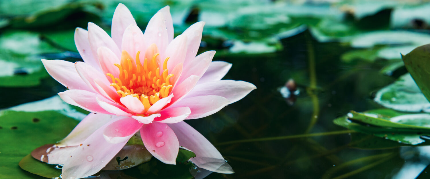 orto botanico-padova-pink lotus flower