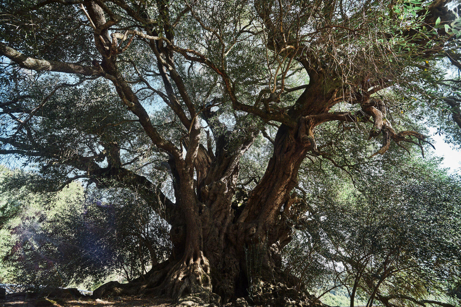 albero-dell-anno-olivastro-luras